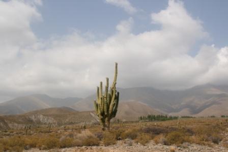 Candelaber-Kaktus